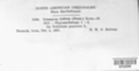 Uromyces fallens image